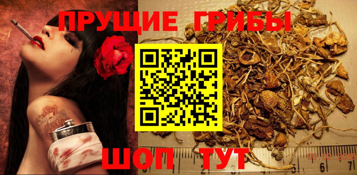 Псилоцибиновые грибы Psilocybine cubensis Заинск